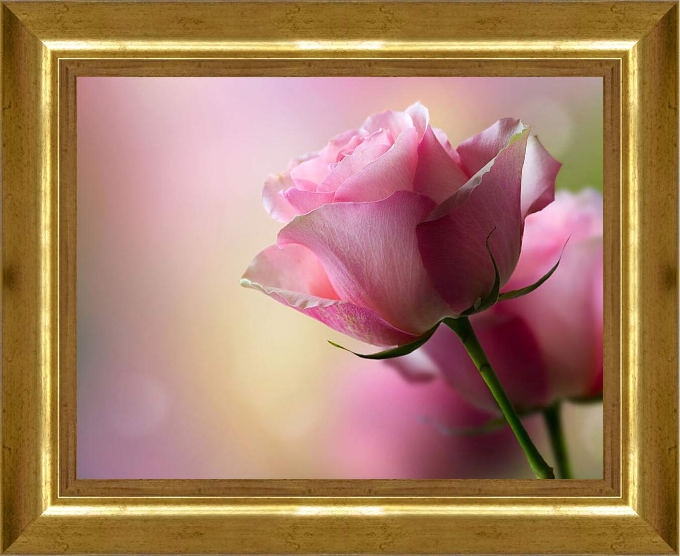 Картина в раме - Розовая роза