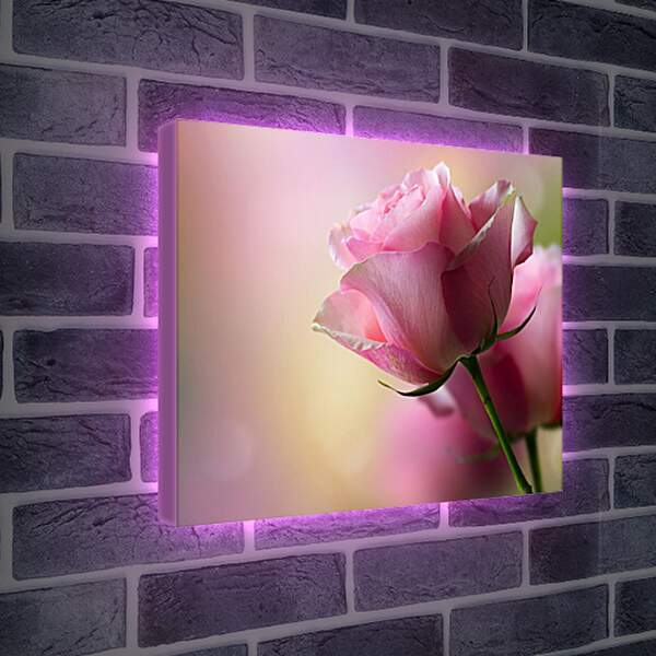 Лайтбокс световая панель - Розовая роза