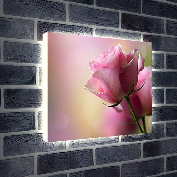 Лайтбокс световая панель - Розовая роза