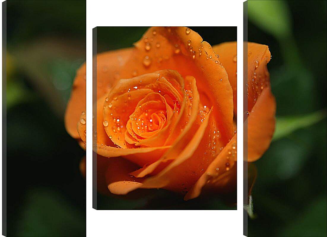 Модульная картина - Оранжевая роза