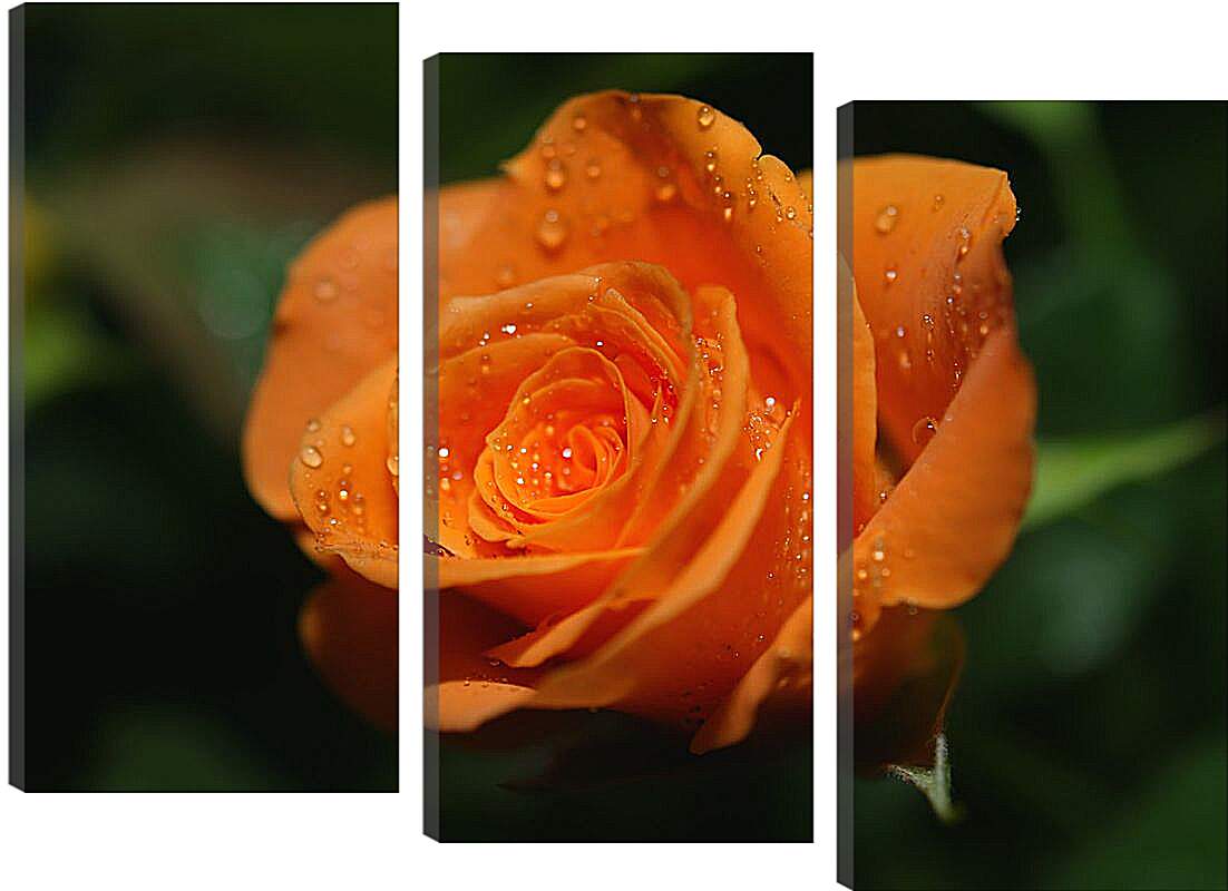 Модульная картина - Оранжевая роза