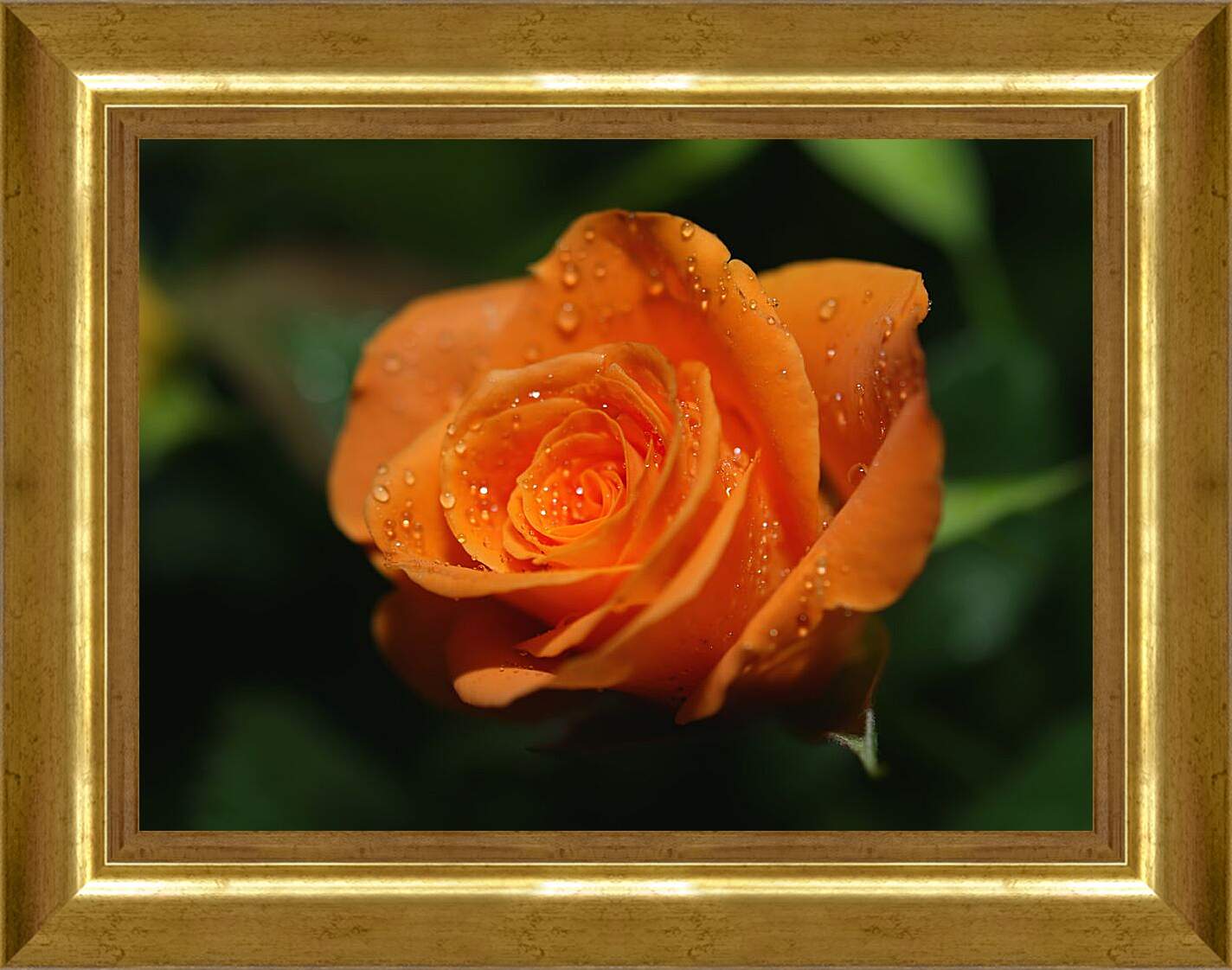 Картина в раме - Оранжевая роза
