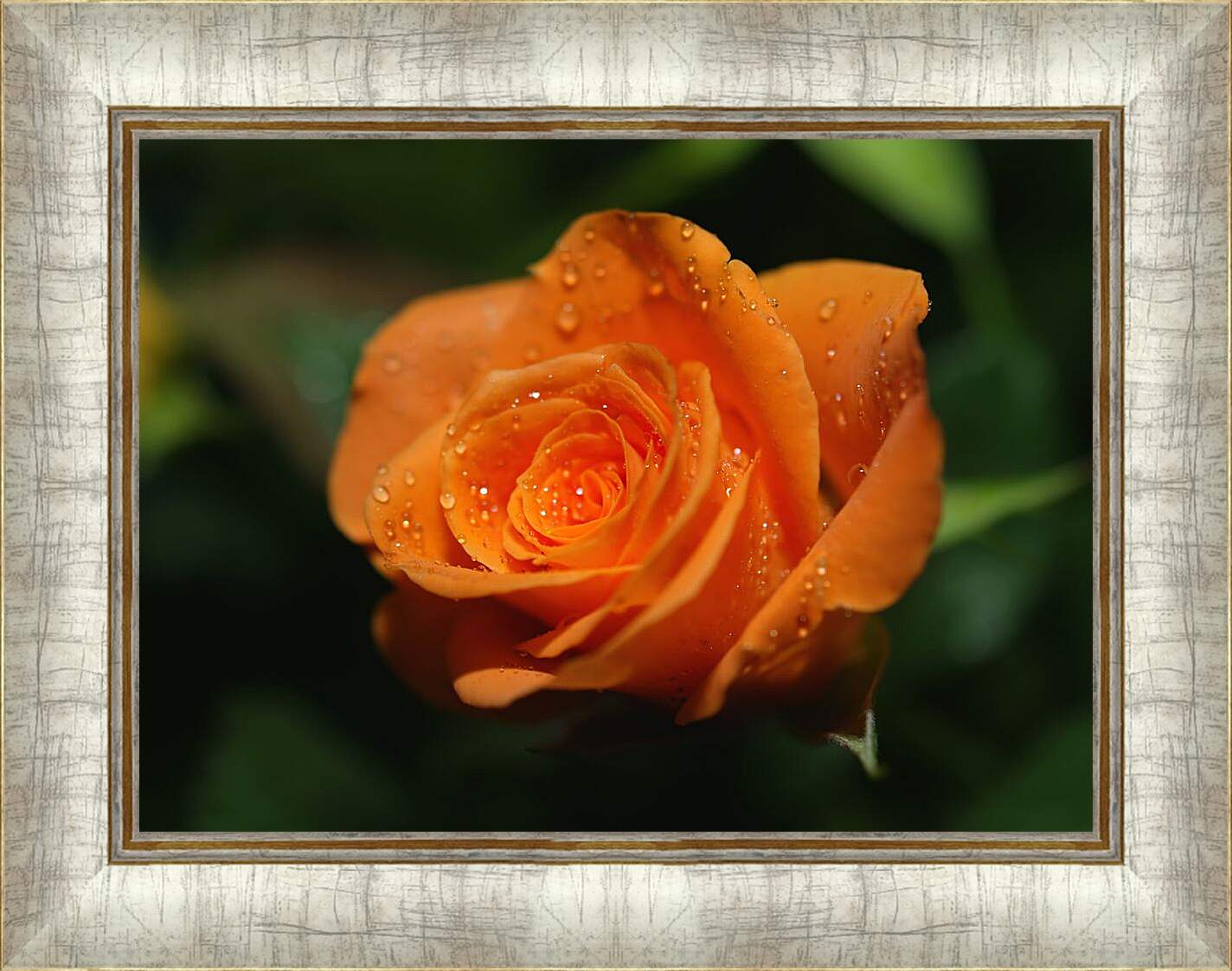 Картина в раме - Оранжевая роза