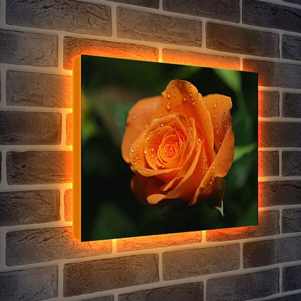 Лайтбокс световая панель - Оранжевая роза
