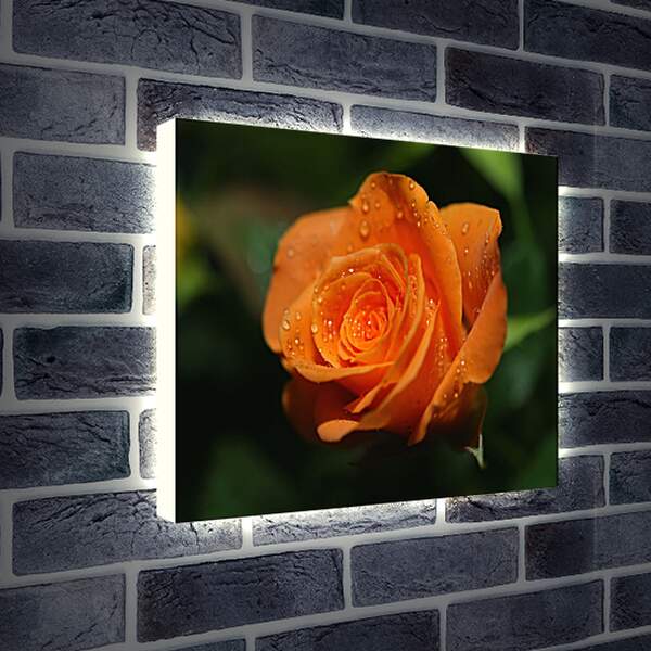 Лайтбокс световая панель - Оранжевая роза