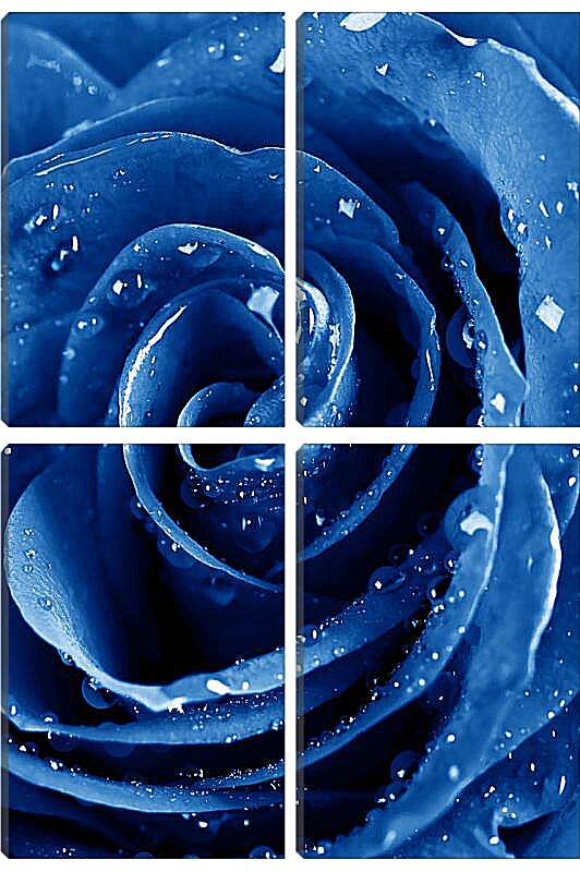 Модульная картина - Синяя роза в каплях воды