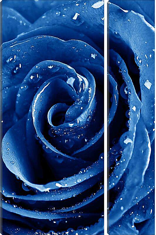 Модульная картина - Синяя роза в каплях воды