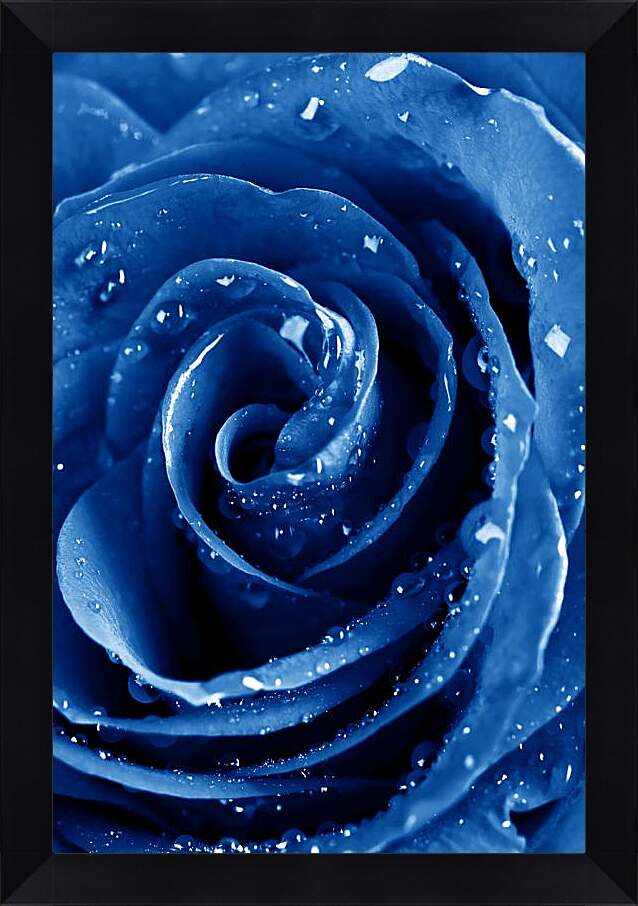 Картина в раме - Синяя роза в каплях воды