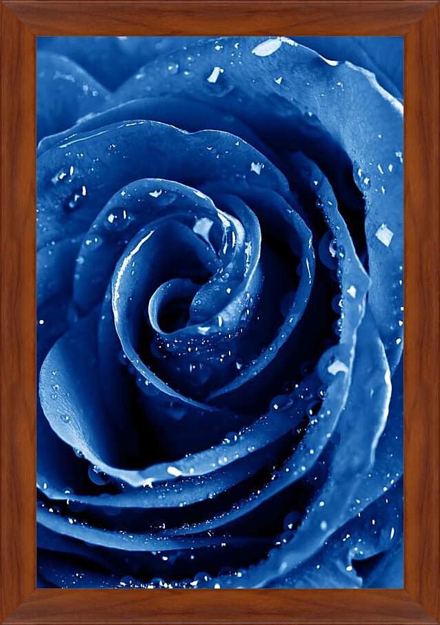Картина в раме - Синяя роза в каплях воды