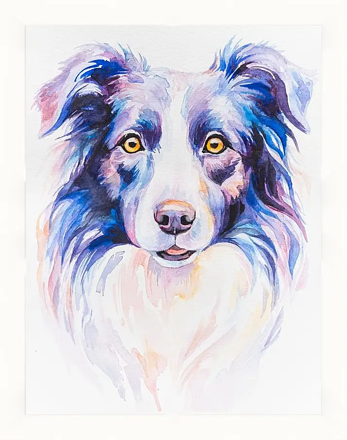 Картина в раме - Border Collie. Mari Dein