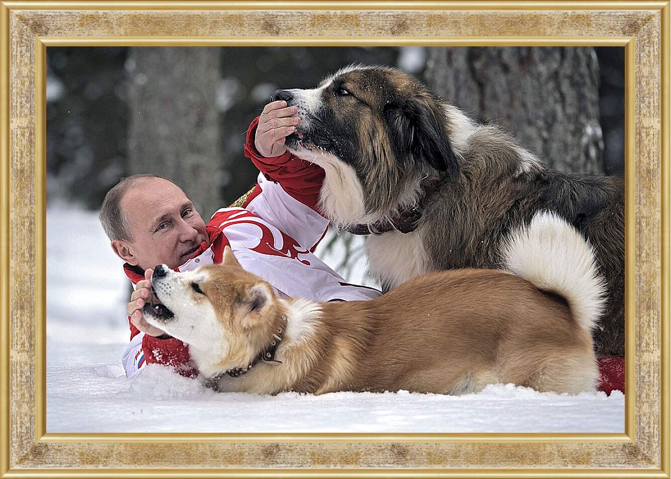 Картина в раме - Владимир Владимирович Путин с собаками