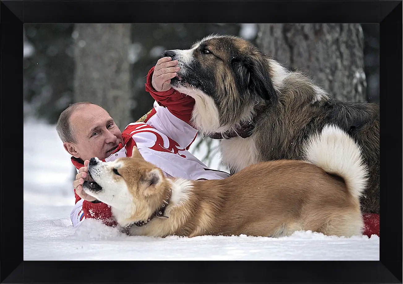 Картина в раме - Владимир Владимирович Путин с собаками