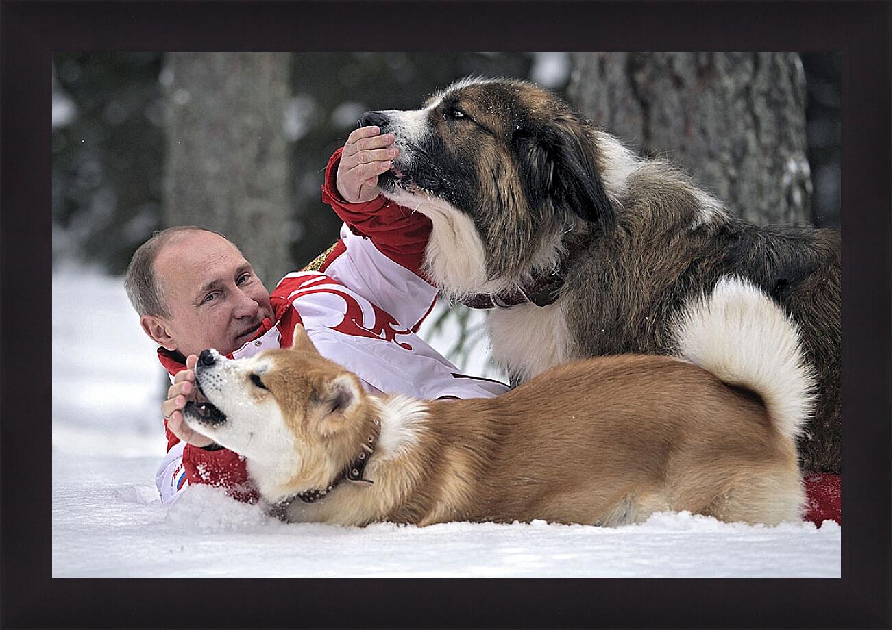 Картина в раме - Владимир Владимирович Путин с собаками