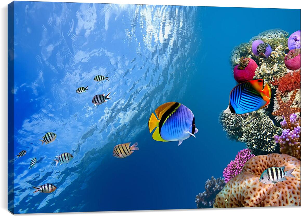 Постер и плакат - Рыбки у рифа