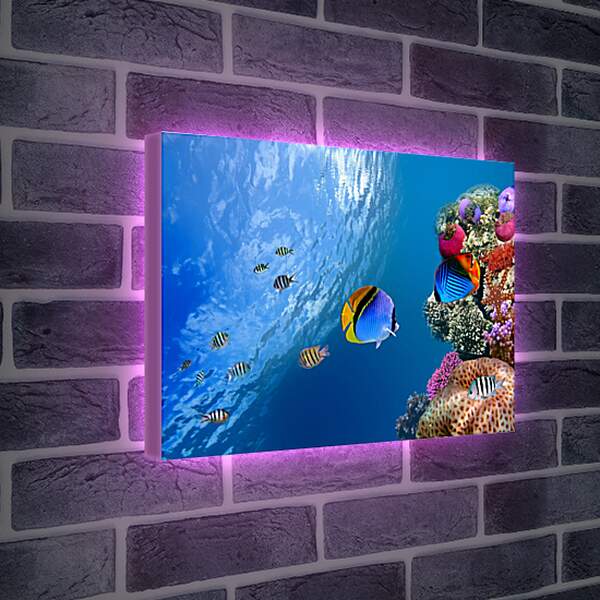 Лайтбокс световая панель - Рыбки у рифа