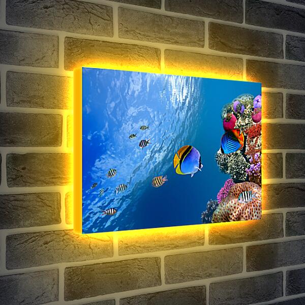 Лайтбокс световая панель - Рыбки у рифа