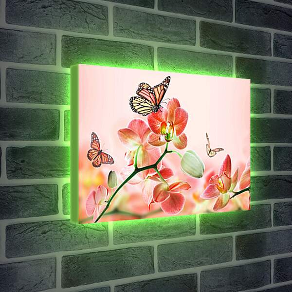 Лайтбокс световая панель - Орхидеи и бабочки