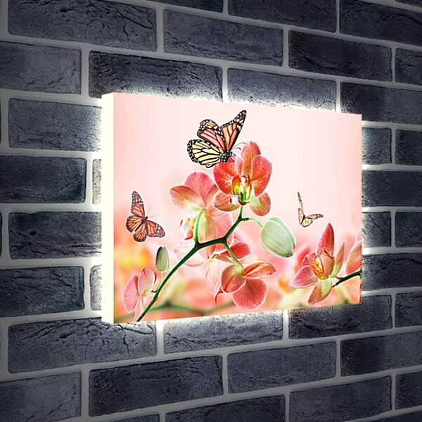 Лайтбокс световая панель - Орхидеи и бабочки