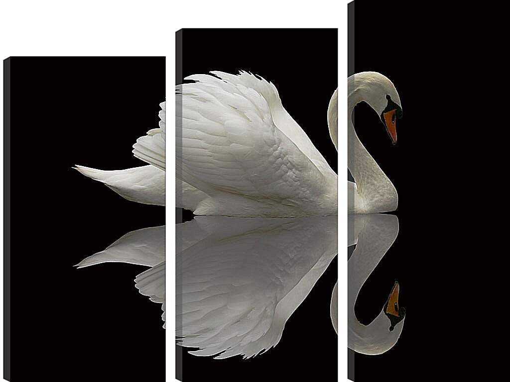 Модульная картина - Белый лебедь на чёрном фоне