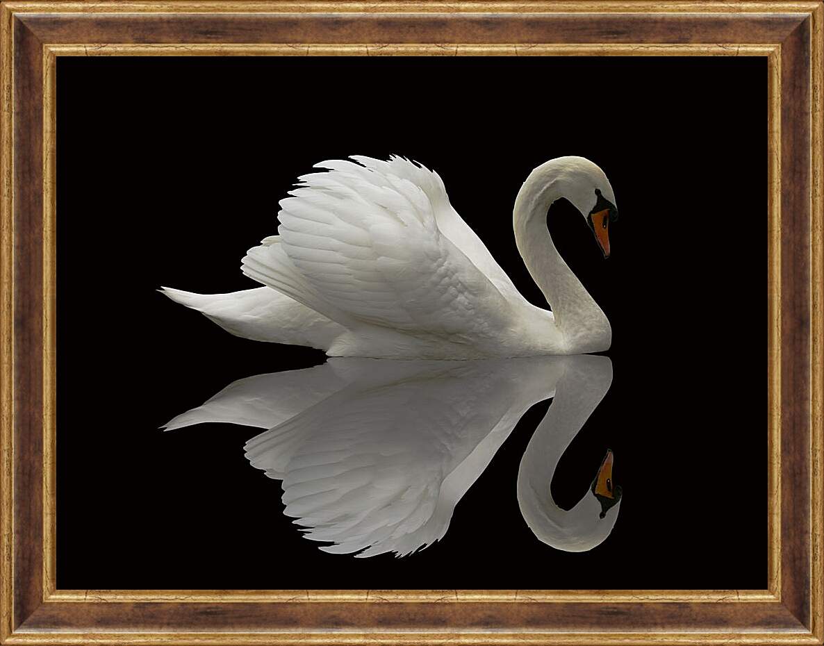 Картина в раме - Белый лебедь на чёрном фоне