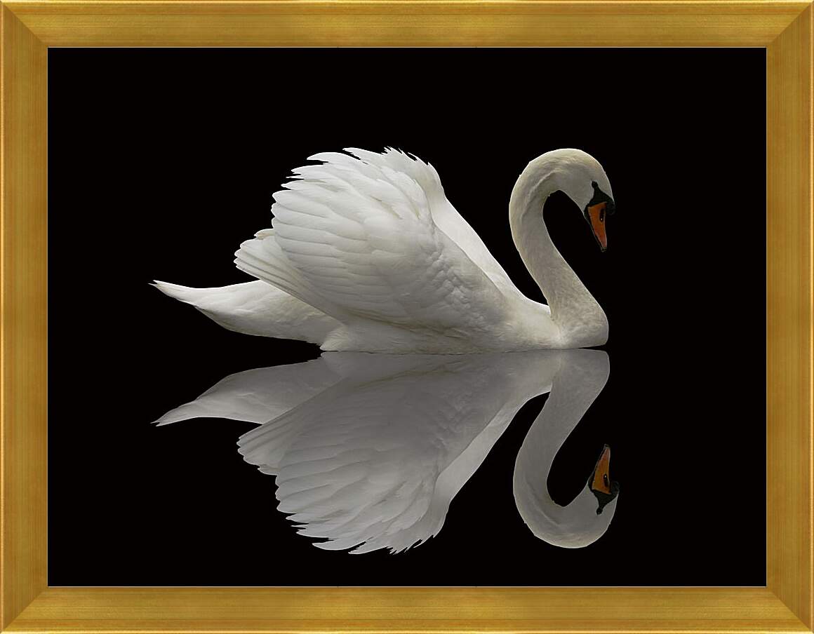 Картина в раме - Белый лебедь на чёрном фоне