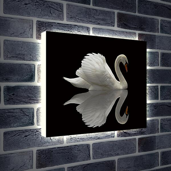 Лайтбокс световая панель - Белый лебедь на чёрном фоне