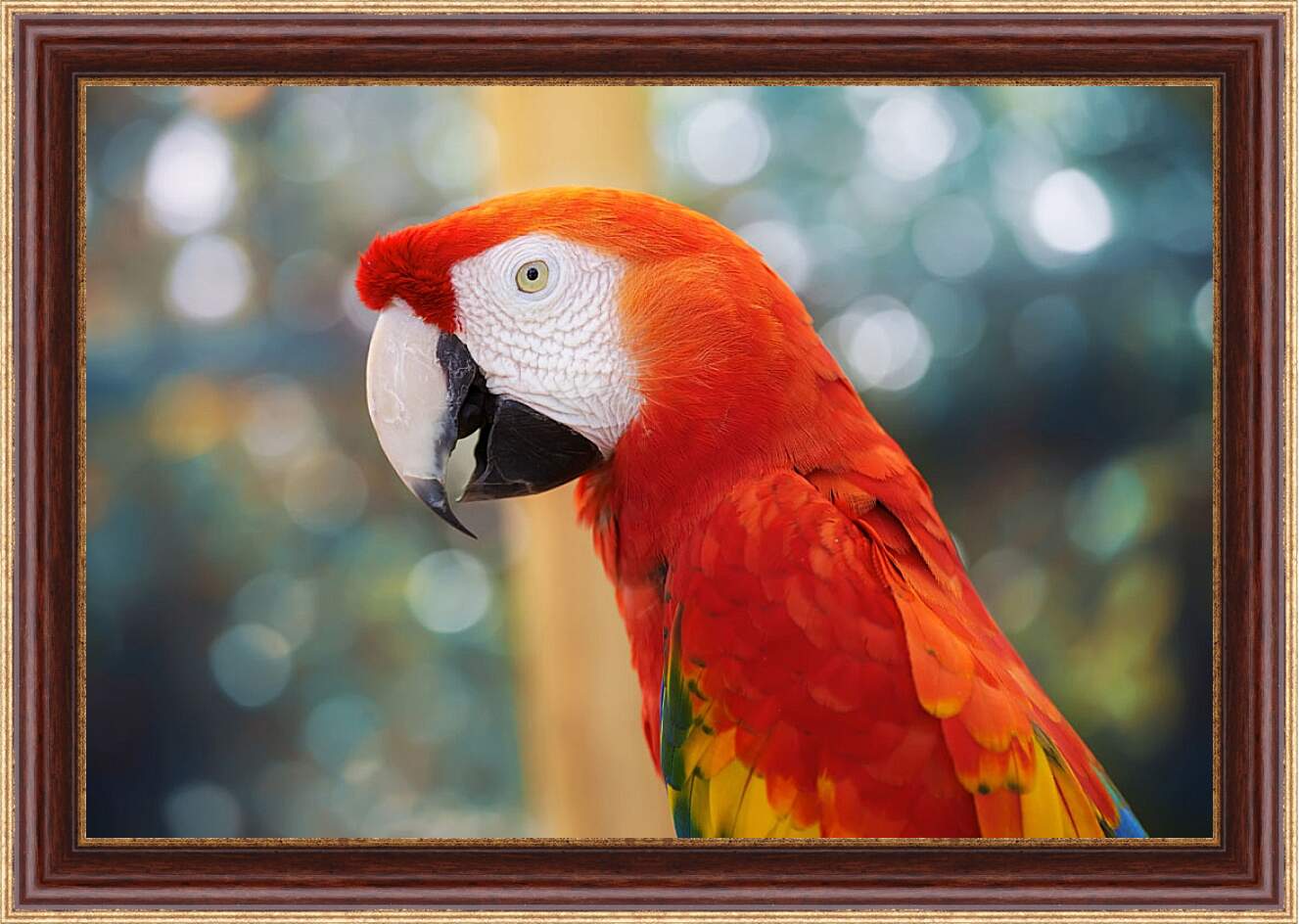 Картина в раме - Попугай