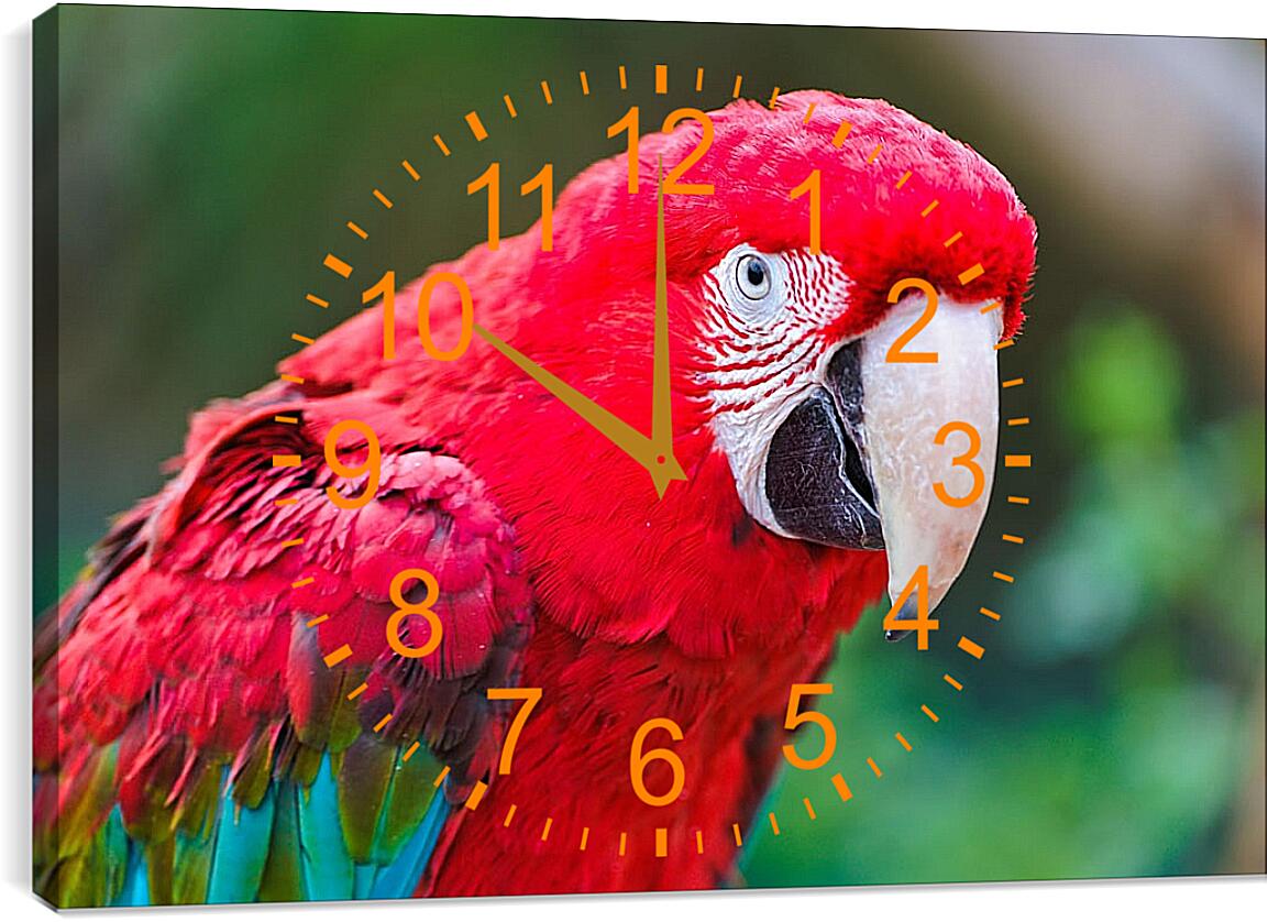 Часы картина - Попугай Ара