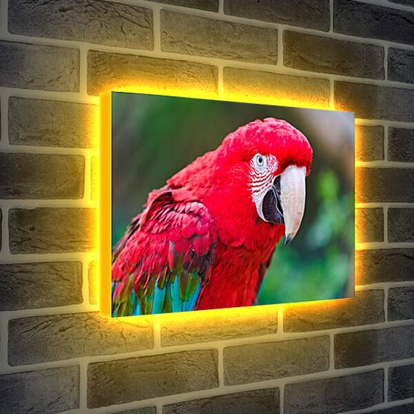 Лайтбокс световая панель - Попугай Ара
