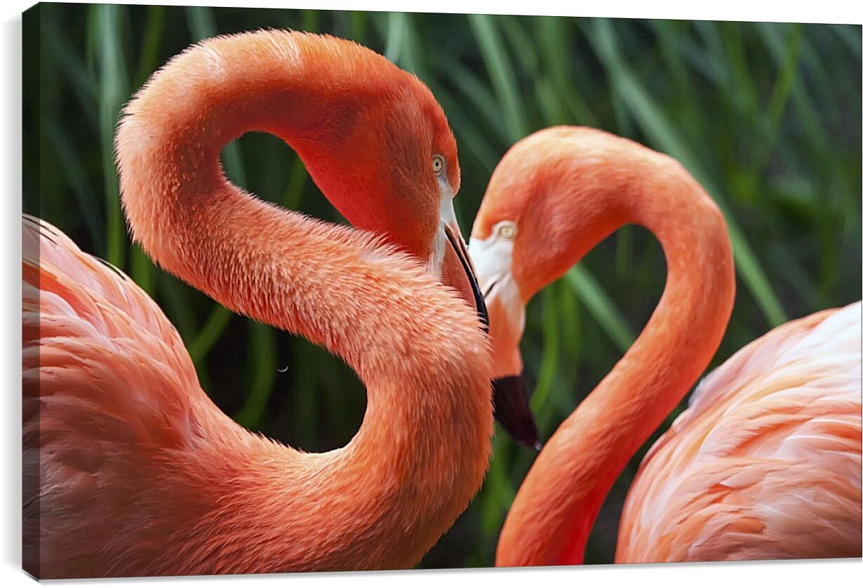 Постер и плакат - Два фламинго