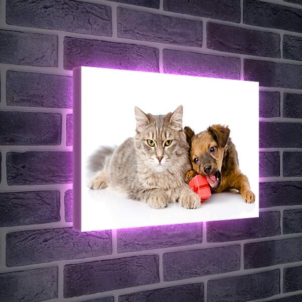 Лайтбокс световая панель - Котенок и щенок
