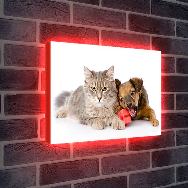 Лайтбокс световая панель - Котенок и щенок