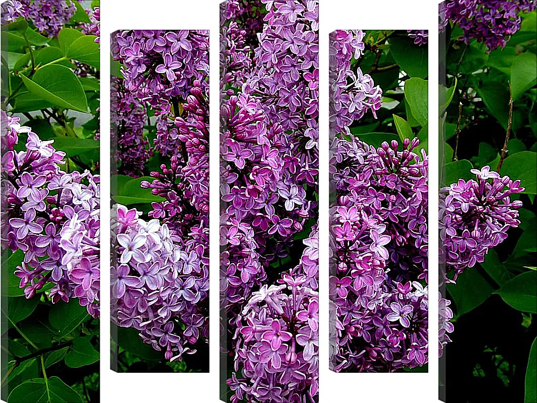 Модульная картина - Ветка сирени