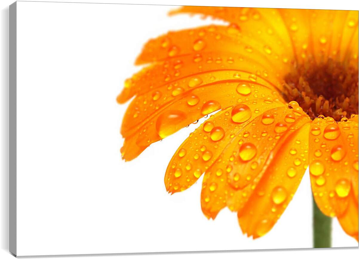 Постер и плакат - Оранжевый цветок в каплях росы