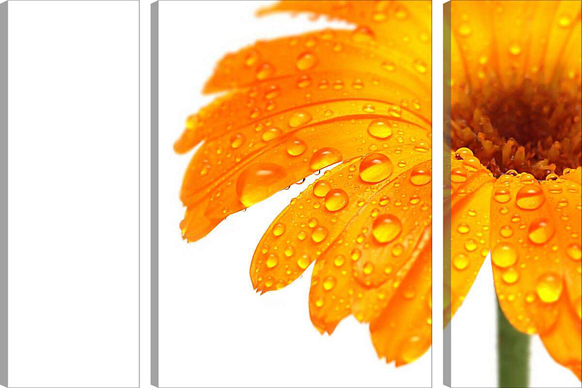 Модульная картина - Оранжевый цветок в каплях росы
