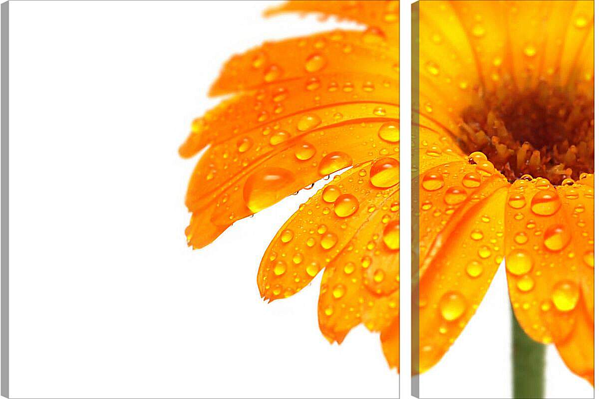Модульная картина - Оранжевый цветок в каплях росы