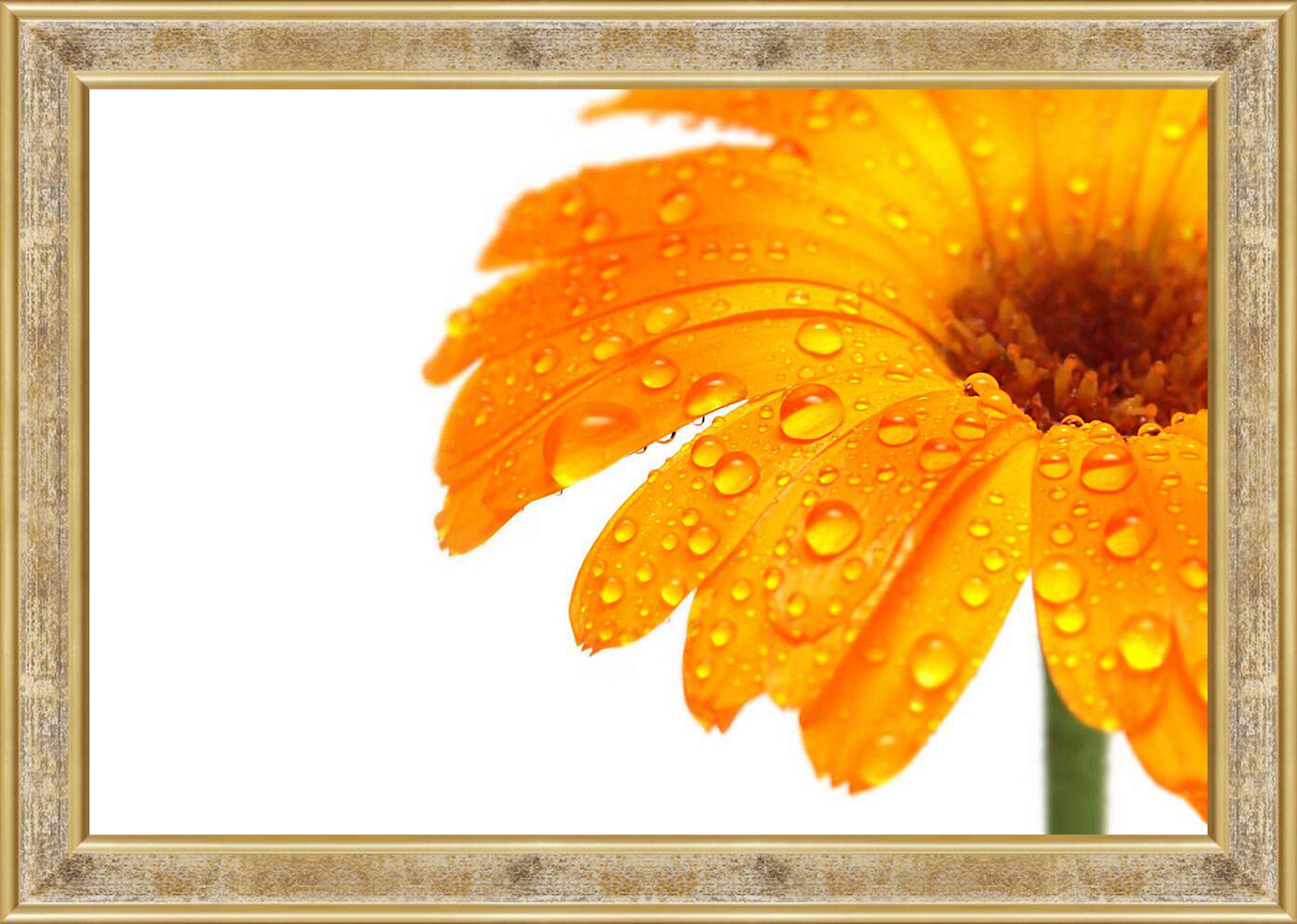 Картина в раме - Оранжевый цветок в каплях росы