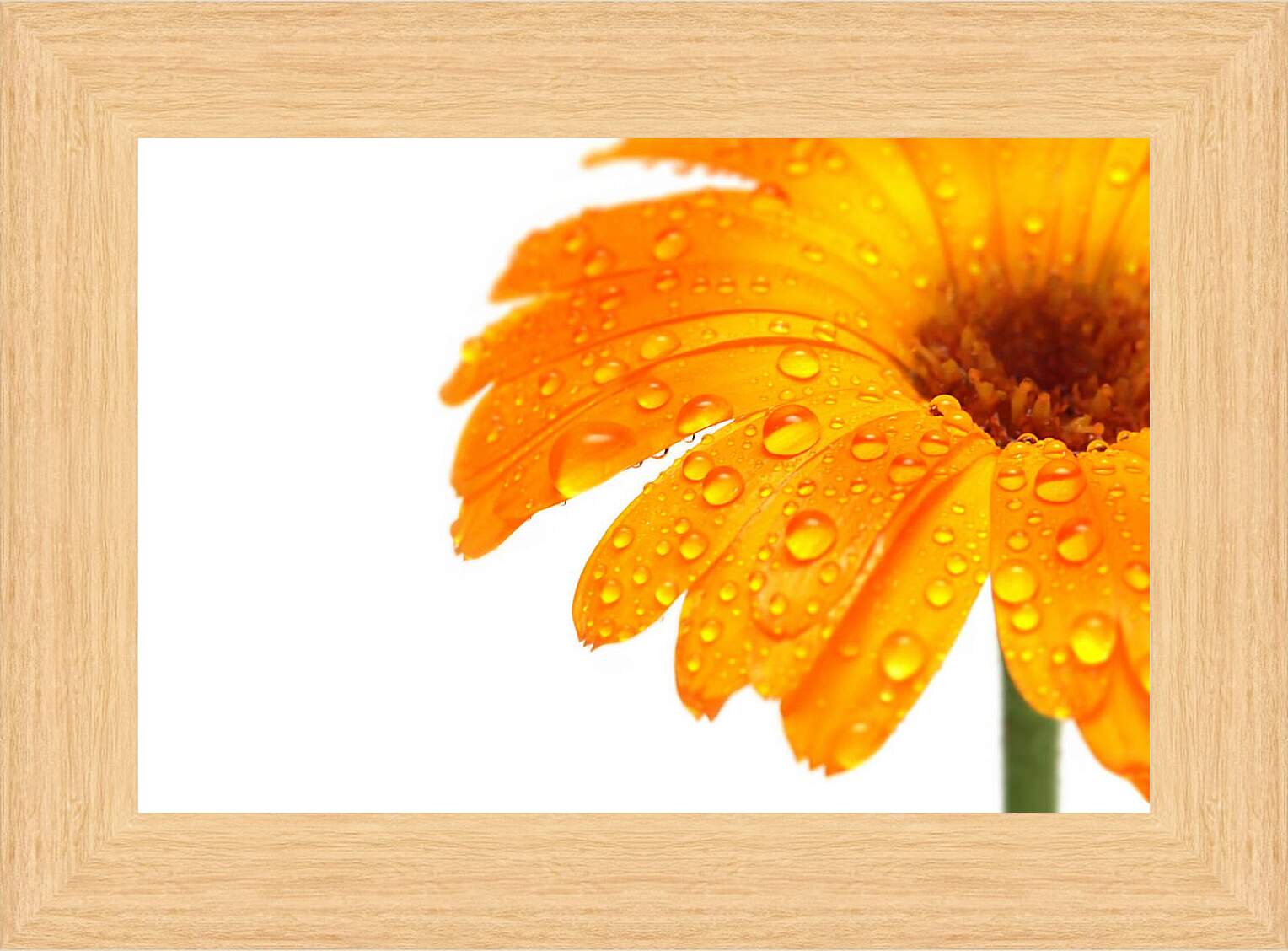 Картина в раме - Оранжевый цветок в каплях росы