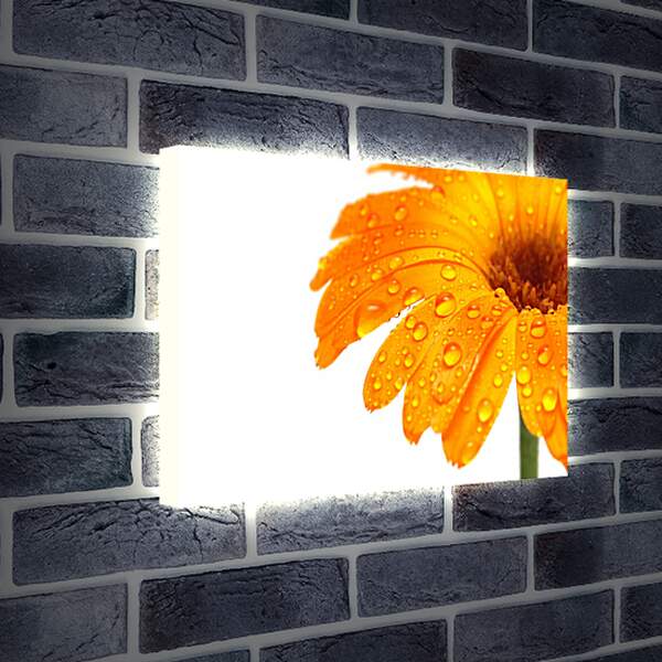 Лайтбокс световая панель - Оранжевый цветок в каплях росы