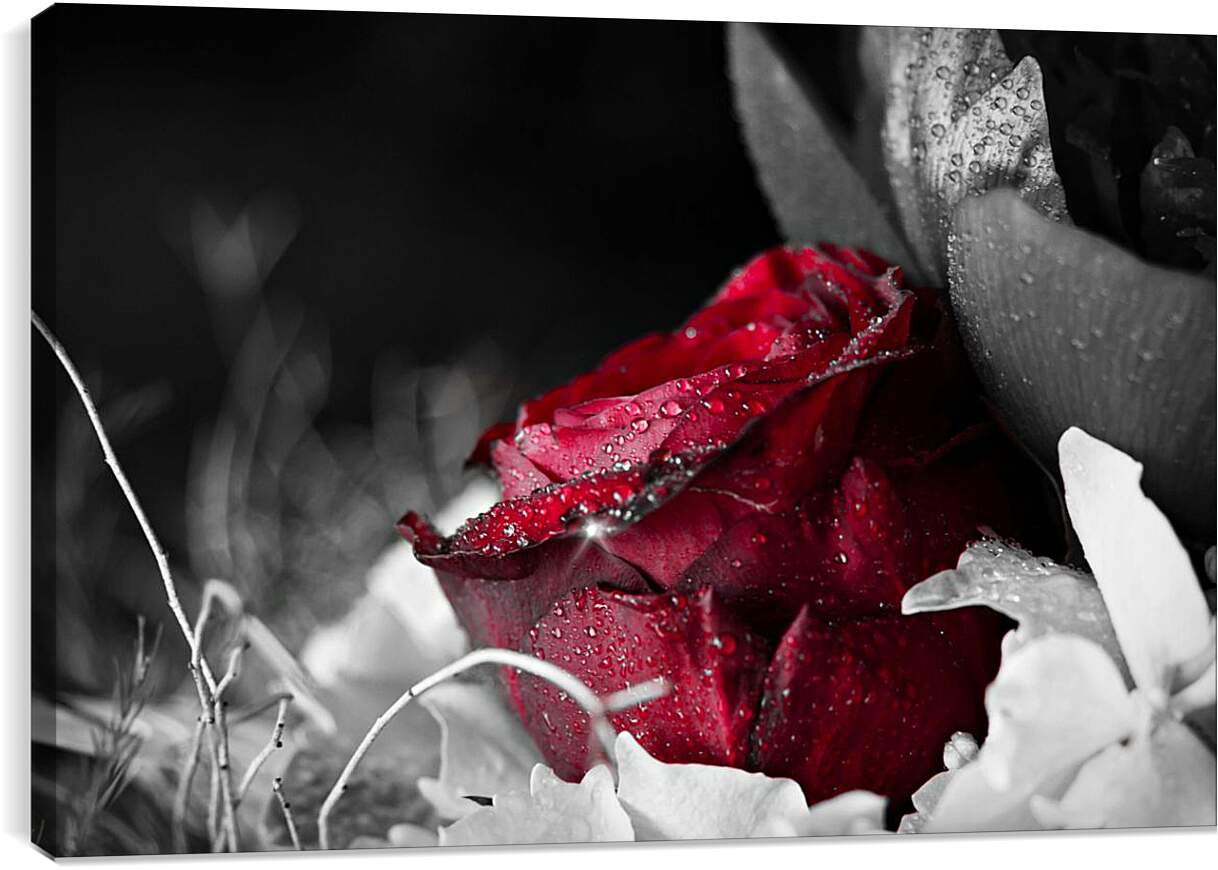 Постер и плакат - Красная роза в росе