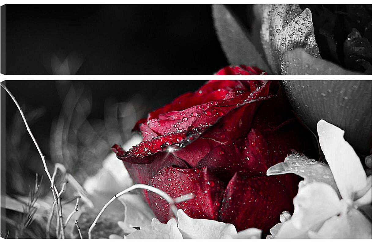Модульная картина - Красная роза в росе