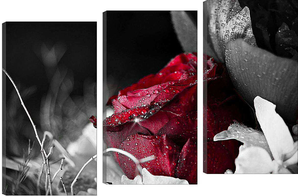 Модульная картина - Красная роза в росе