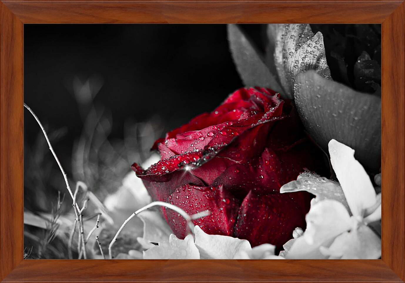 Картина в раме - Красная роза в росе