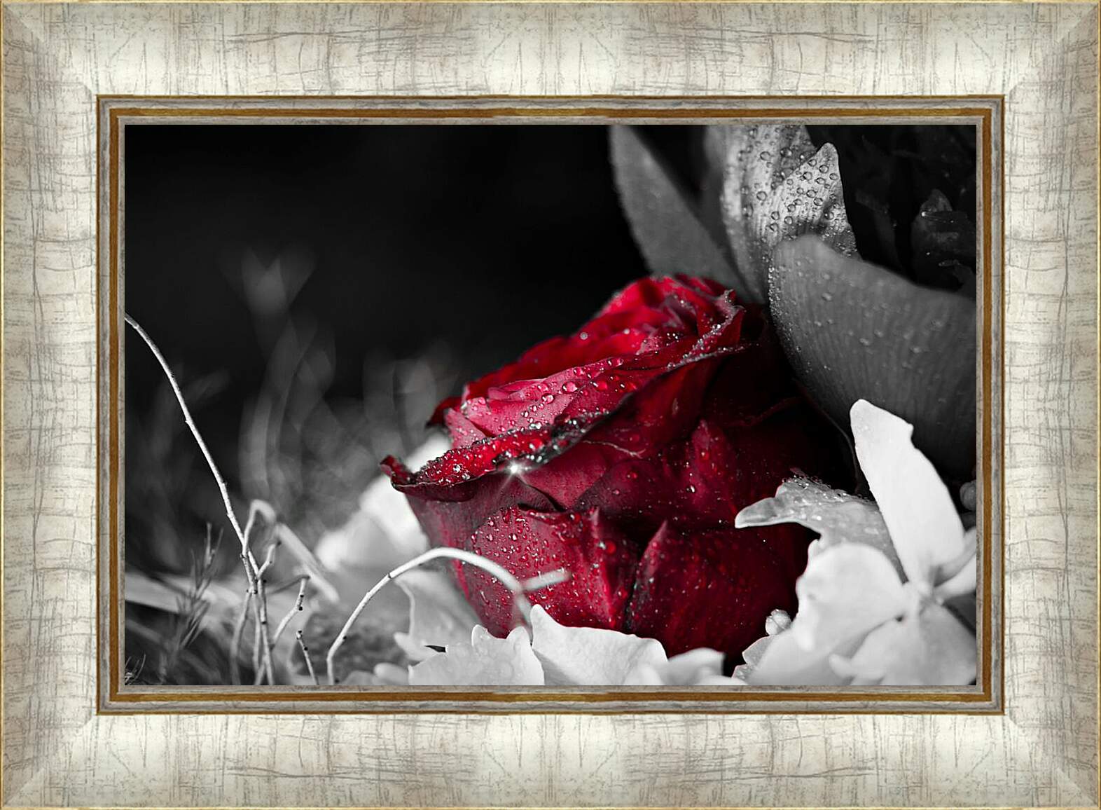 Картина в раме - Красная роза в росе