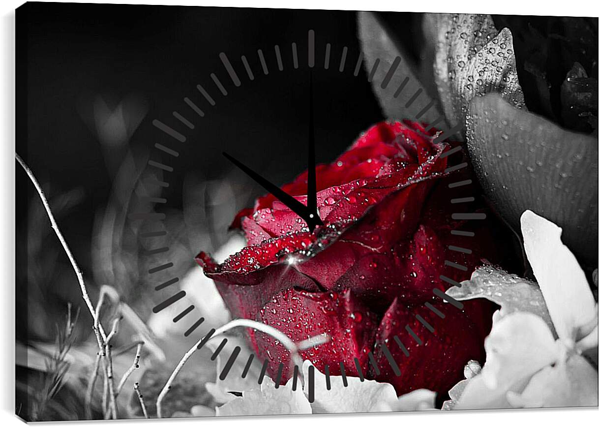 Часы картина - Красная роза в росе