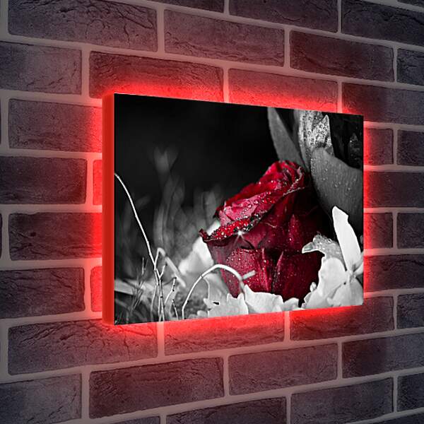 Лайтбокс световая панель - Красная роза в росе