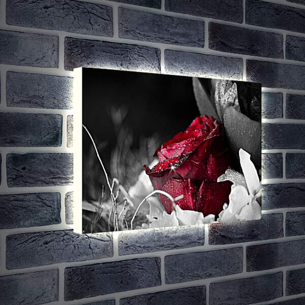 Лайтбокс световая панель - Красная роза в росе