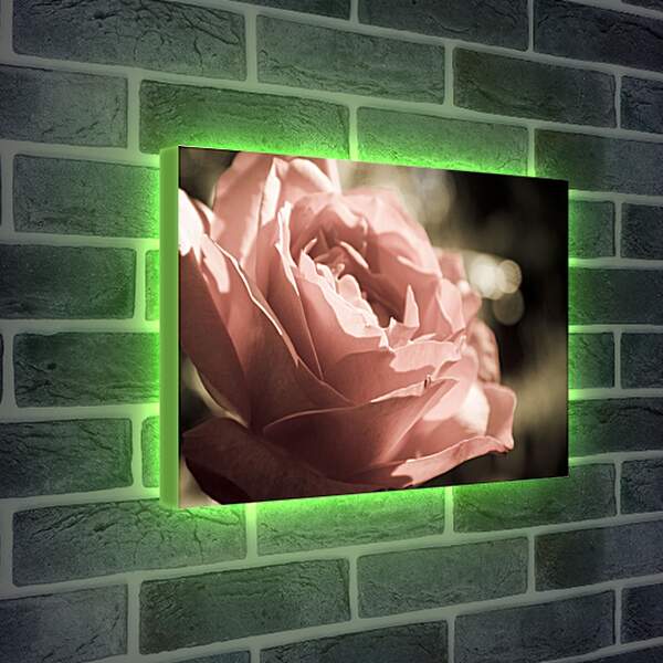 Лайтбокс световая панель - Нежная роза