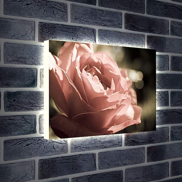 Лайтбокс световая панель - Нежная роза