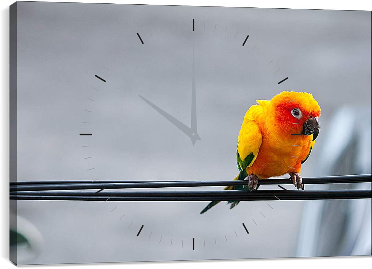 Часы картина - Попугай